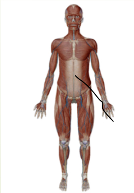 <p>what Anatomical Position is this?</p>