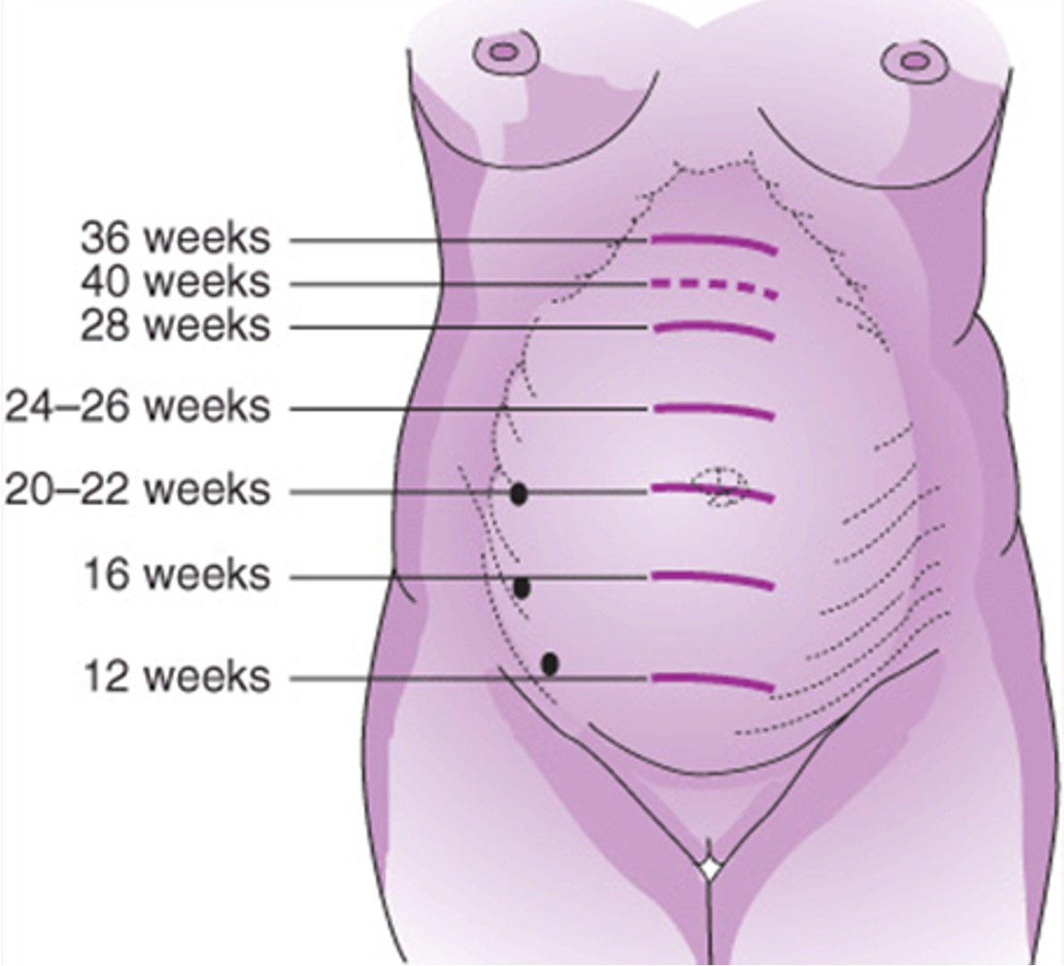 <p><strong>26-36 weeks</strong></p>