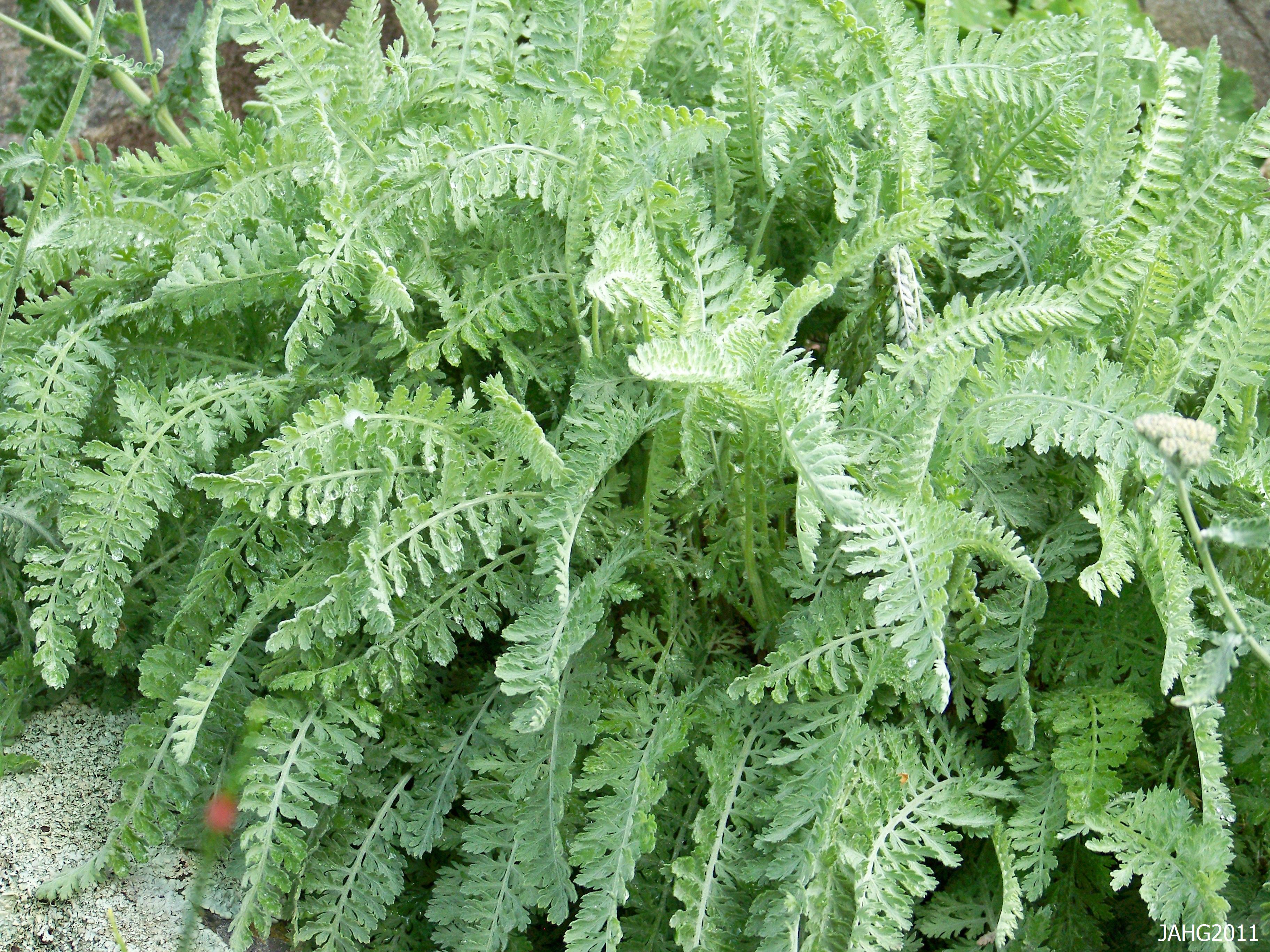 <p>moonshine yarrow</p>