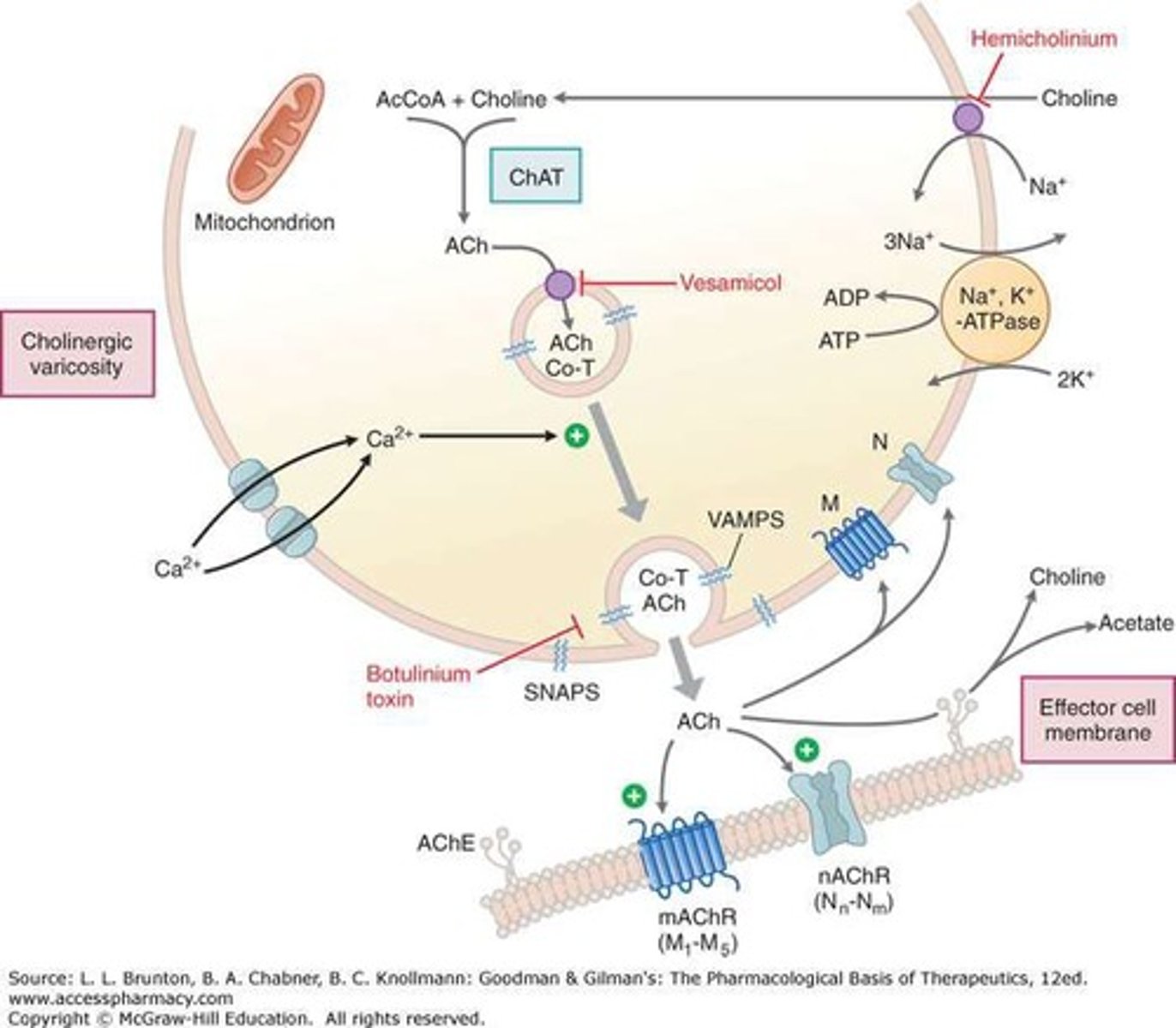 <p>The process where acetylcholine is broken down into acetate and choline by acetylcholinesterase.</p>