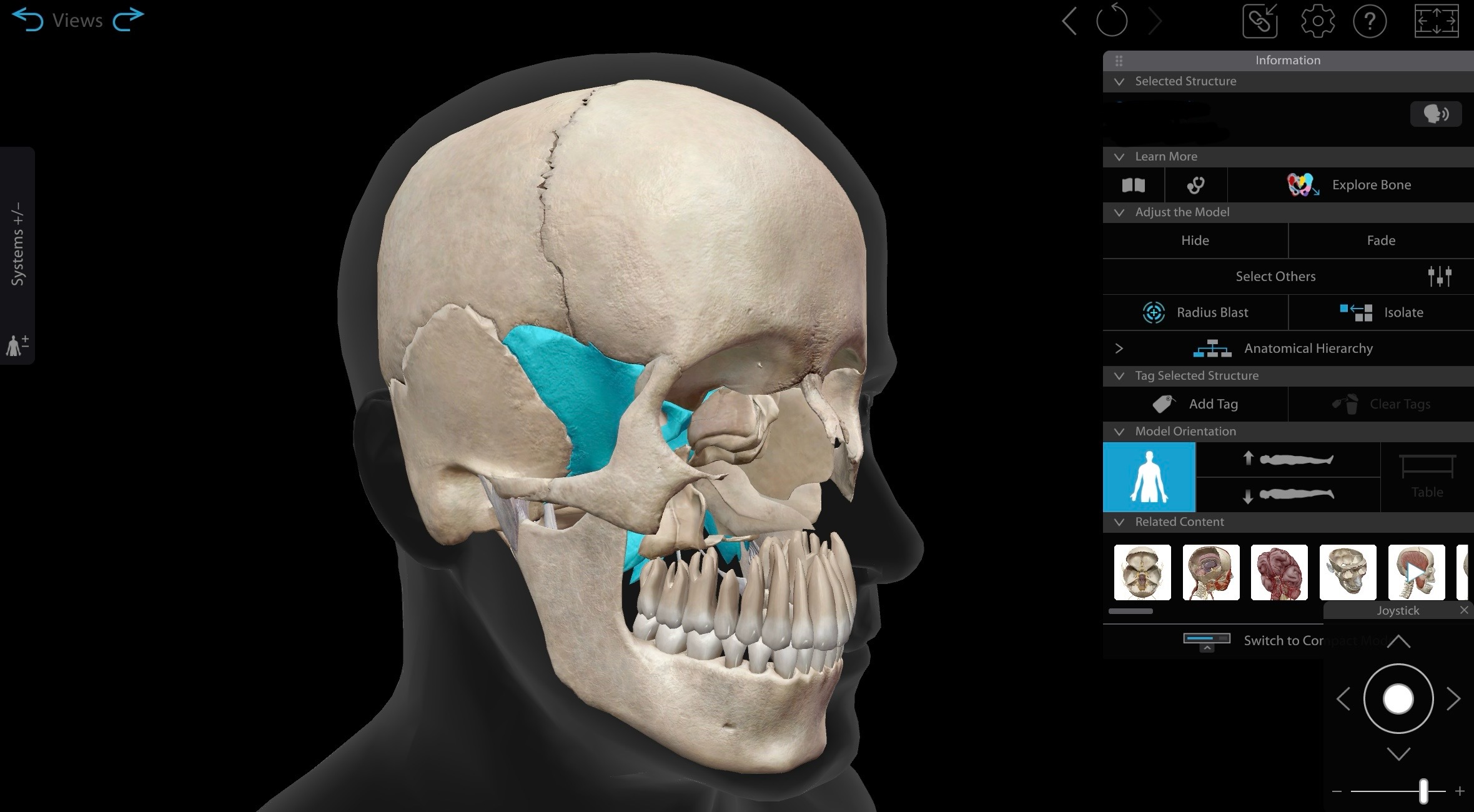 <p>Sphenoid</p>