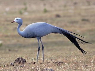 <p>Blue Crane</p>