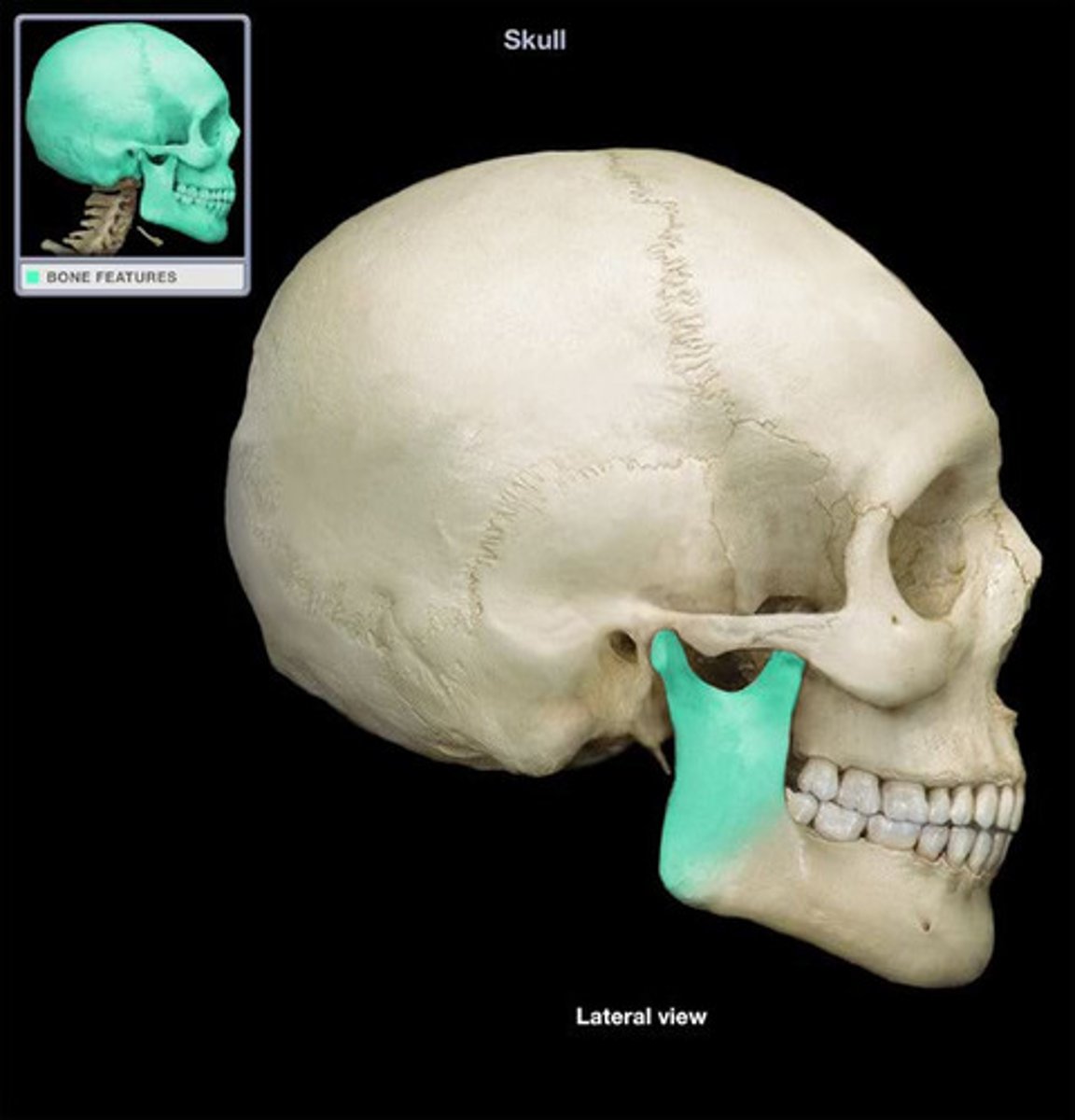 <p>Smooth, flat, back part of the mandible</p>