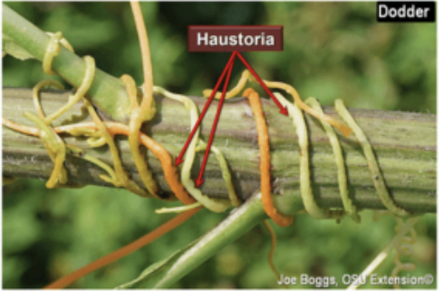 <p>What kind of modification is this?</p>