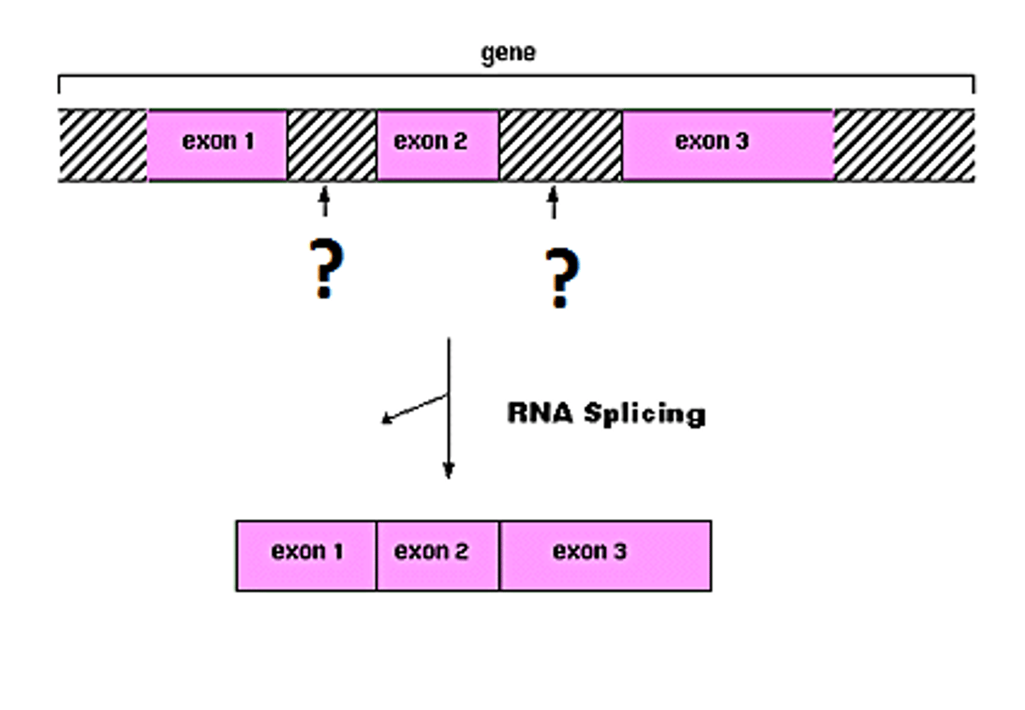 <p>nucleotide sequences that are removed from a new RNA; snipped OUT</p>