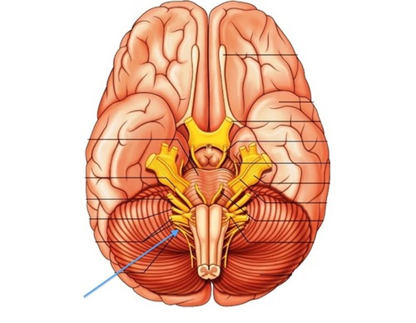 <p>Cranial Nerve XI</p><p>*purely somatic motor to move trapezius and sternocleidomastoid</p>