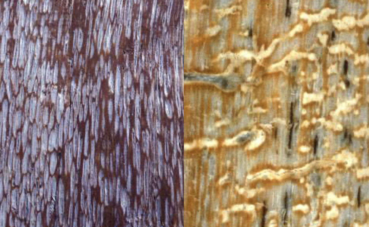 <p>Appearance of wood of white rot</p>