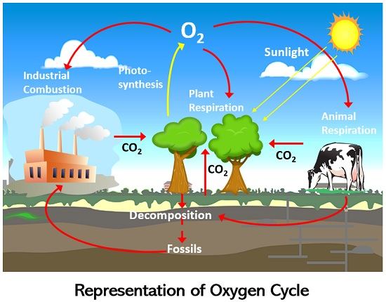 <p>The continuous exchange of carbon and oxygen from non-living environment and to the living.</p>