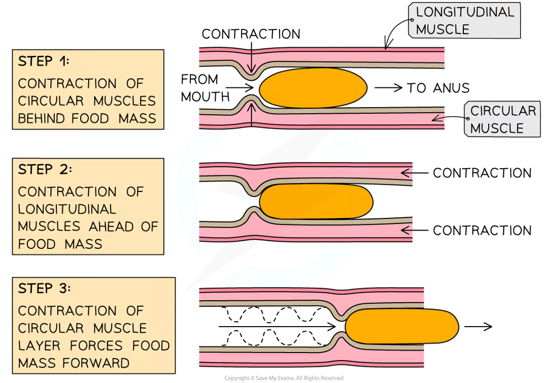 <ul><li><p>Firstly, muscles in the walls of the oesophagus create<strong> waves of contractions</strong> which force the <span><strong>bolus</strong></span> along</p></li><li><p>Once the bolus has reached the stomach, it is churned into a less solid form, called chyme, which continues on to the <strong>small intestine</strong></p></li><li><p>Peristalsis is controlled by<strong> circular</strong> and <strong>longitudinal</strong> muscles</p><ul><li><p>Circular muscles <strong>contract </strong>to reduce the <strong>diameter</strong> of the lumen of the oesophagus or small intestine</p></li><li><p>Longitudinal muscles <strong>contract </strong>to reduce the <strong>length</strong> of that section the oesophagus or the small intestine</p></li></ul></li><li><p><strong>Mucus</strong> is produced to continually <strong>lubricate</strong> the food mass and reduce friction</p></li><li><p><strong>Dietary fibre</strong> provides the <strong>roughage</strong> required for the muscles to push against during peristalsis</p></li></ul><p></p>