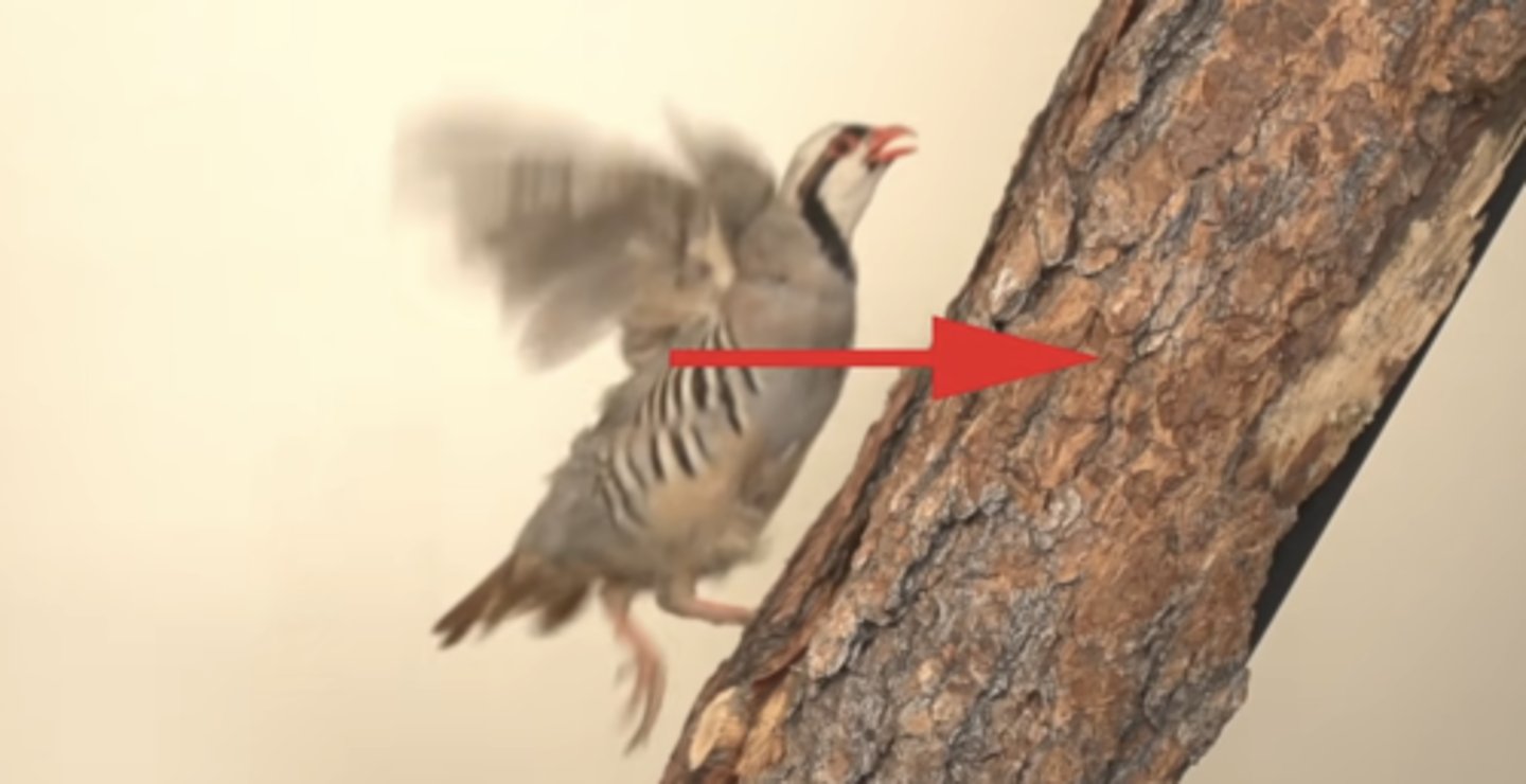 <p>Evidence from modern birds capable of flight indicates use of wing-flapping for running up steep inclines</p><p>-proposes that wings developed their aerodynamic functions as a result of the need to run quickly up very steep slopes such as tree trunks, for example to escape from predators</p>
