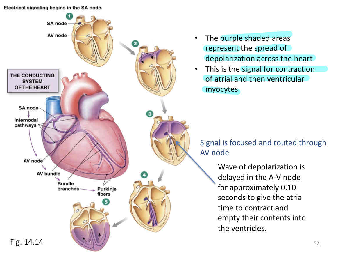 <p>Conduction system of heart</p>