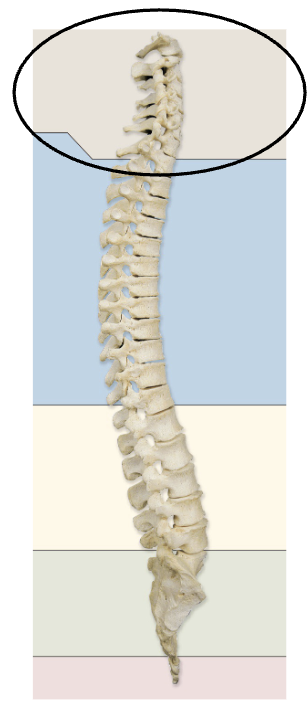 <p><span><span>the seven stacked bones (C1–C7) forming the bony column in the neck, extending from the base of the skull to the top of the thoracic spine</span></span></p>