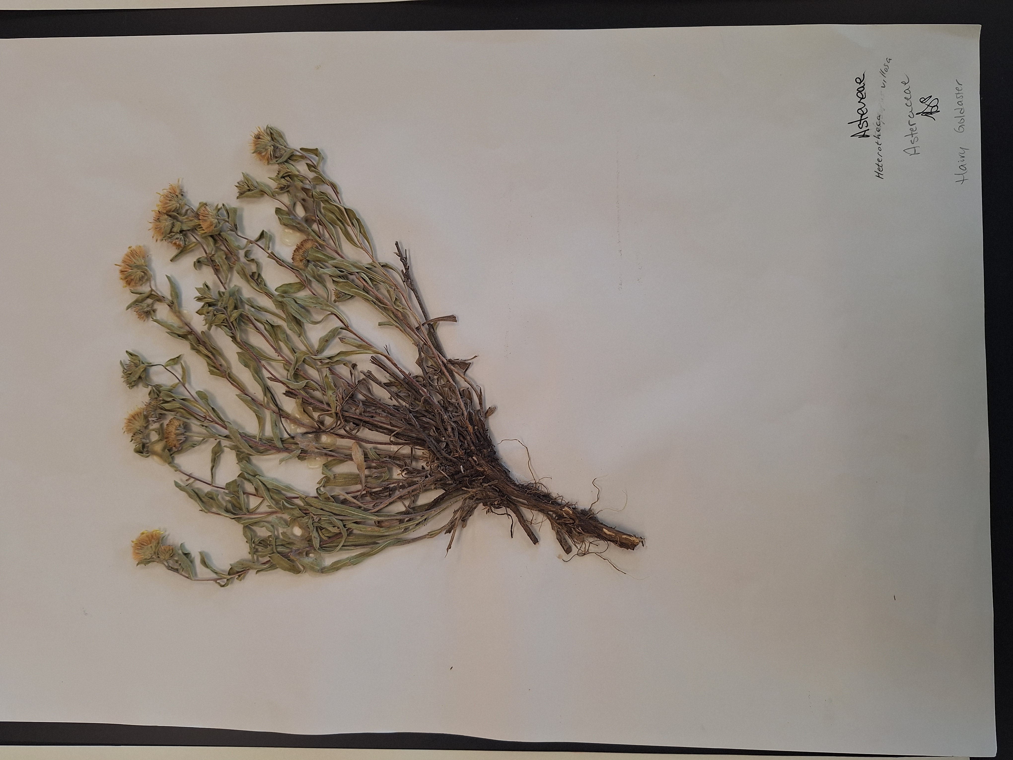 <p>What is this plant</p>