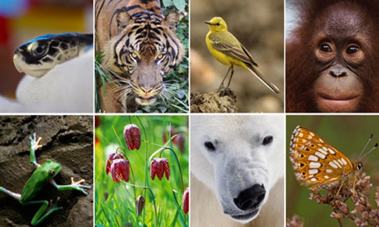 <p>variability of life on earth or in a specific place</p>
