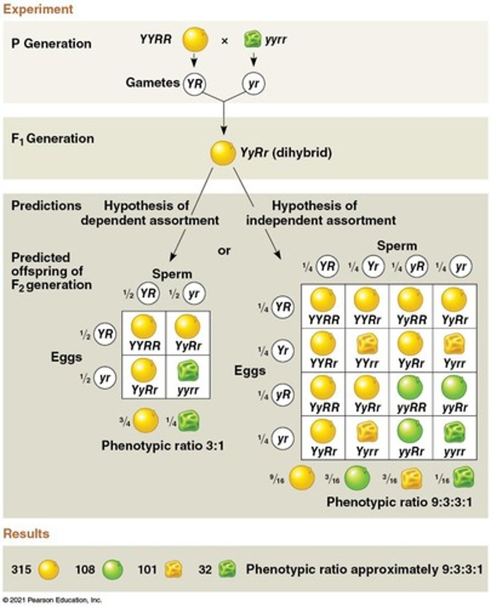 <p>Alleles segregate independently during gamete formation.</p>