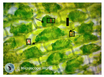 <p>What type of solution are these Elodea cells in?</p>