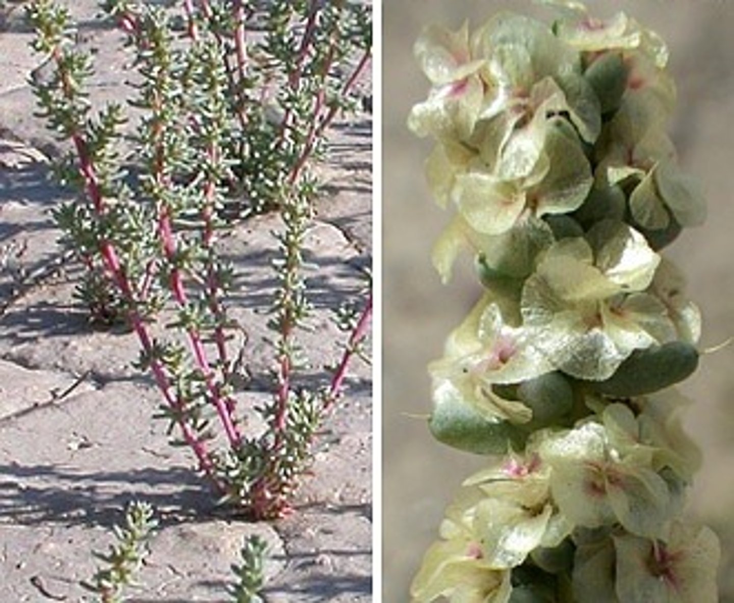 <p>poisonous weed from Eurasia in early 20th century</p><p>- salt concentrated in tissues and leached back into soil, favors spread</p><p>- soluble oxalates also concentrated, &lt;1 kg can cause grazer mortality, however, avoided if other forage available</p><p>- thrives in overgrazed habitats</p><p>- control by mechanical tillage/herbicides with reseeding</p>