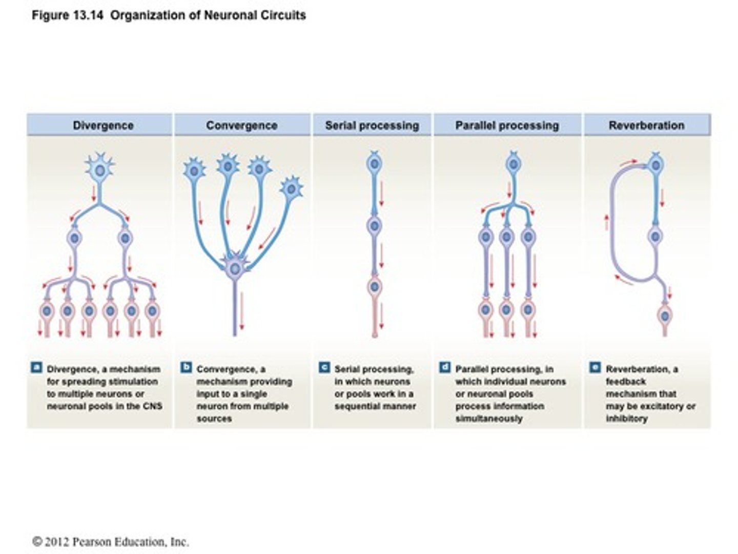 <p>The types of neuronal circuits are:</p>