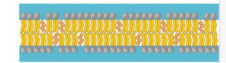<p>1 and 2. Phospholipid bilayer.  3.hydrophobic.  4. Water.  5.together</p><p class="has-focus">6.. Make the membrane less fluid at iigh temperatures</p><p class="has-focus">. Prevent leakage of water and dissolved ions from the cell</p>