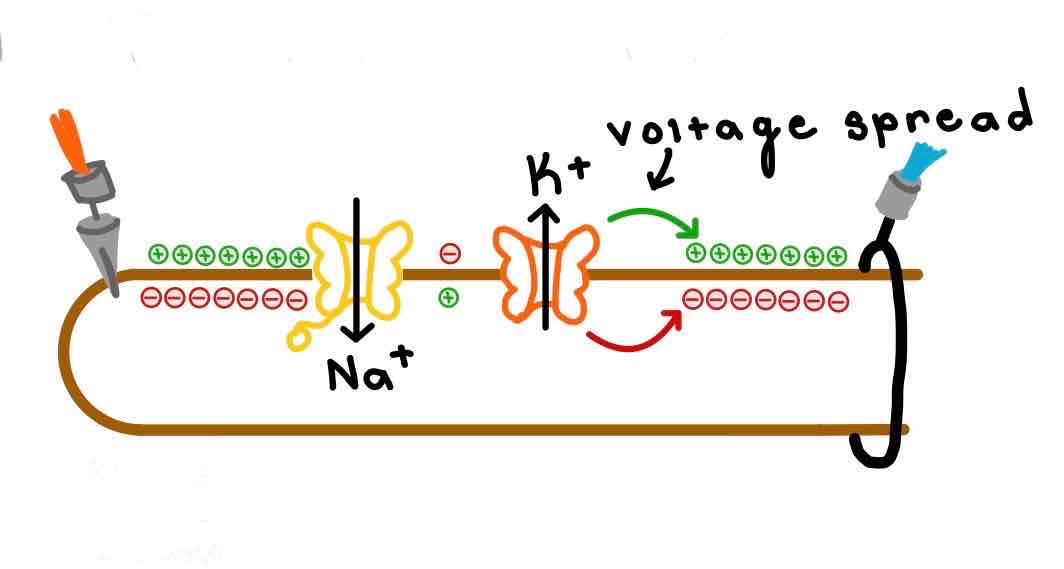 <p>This diagram demonstrates _______</p>