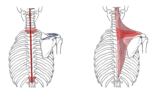 <p>What is the insertion for the trapezius?</p>