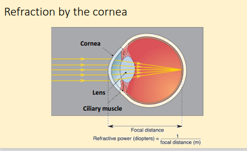 <ul><li><p>light enters the eye as parallel rays </p></li><li><p>cornea (clear curved outer layer at front of eye) does ~70% of refraction </p></li><li><p>change in refractive index from air to cornea is large so light bends sharply </p></li><li><p>cornea has fixed shape so refractive power is constant </p></li><li><p>the lens provides ~30% refraction and is flexible as curvature changes through ciliary muscle action </p></li><li><p>when near object, ciliary muscles contracts and lens thickens, becoming more curvered = more refraction = focus moves forward (accomodation)</p></li></ul><p></p>