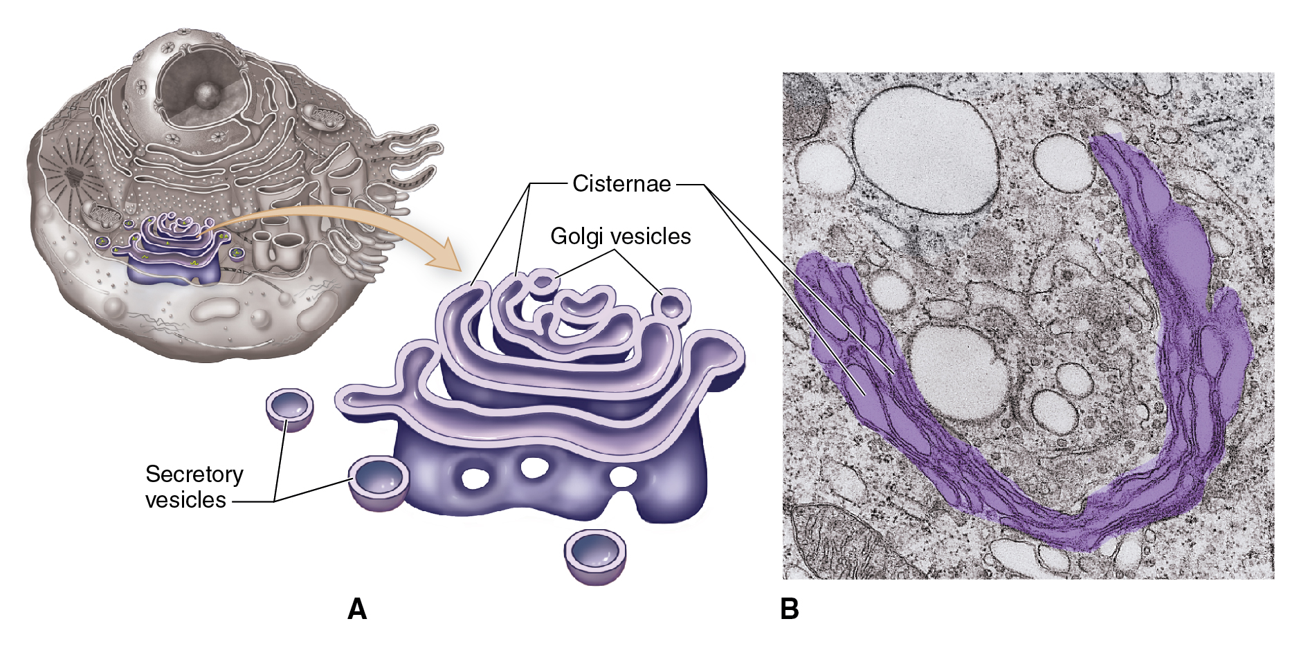 Golgi Apparatus