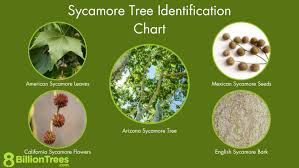 <ul><li><p><strong>Bark:</strong></p><ul><li><p>Young trees have smooth, light-colored bark, but as they mature, the bark peels off in large flakes, revealing a smooth, lighter-colored (white to creamy white) bark underneath.<span>&nbsp;</span></p></li><li><p>The bark is often described as having a "camouflage" pattern, with patches of brown, green, tan, and white.<span>&nbsp;</span></p></li><li><p>The bark on older stems is gray-brown and scaly.<span>&nbsp;</span></p></li></ul></li><li><p><strong>Leaves:</strong></p><ul><li><p>Sycamore leaves are large, broad, and palmately lobed, resembling maple leaves.<span>&nbsp;</span></p></li><li><p>The leaves are typically smooth and leathery.<span>&nbsp;</span></p></li><li><p>The edges of the leaves are serrated.<span>&nbsp;</span></p></li></ul></li><li><p><strong>Form:</strong></p><ul><li><p>American sycamores are large trees with a massive trunk and a broad, spreading crown.<span>&nbsp;</span></p></li><li><p>They can grow to 75-100 feet tall, sometimes even taller.<span>&nbsp;</span></p></li><li><p>The branches are often crooked and heavy.<span>&nbsp;</span></p></li></ul></li><li><p><strong>Location:</strong></p><ul><li><p>Sycamores are often found in riparian zones, near rivers, streams, and wetlands, where they thrive in moist, fertile soil.<span>&nbsp;</span></p></li></ul></li><li><p><strong>Fruit:</strong></p><ul><li><p>Sycamore trees produce round, green (later brown) seed "pods" that are smaller than a golf ball.<span>&nbsp;</span></p></li><li><p>The fruit is a ball of elongated achenes borne singly on long stalks.<span>&nbsp;</span></p></li></ul></li><li><p><strong>Twigs:</strong></p><ul><li><p>The twigs are zigzagging, with the bud causing a change in direction.<span>&nbsp;</span></p></li></ul></li><li><p><strong>Buds:</strong></p><ul><li><p>Sycamore buds are divergent and resinous with a single cap-like scale.<span>&nbsp;</span></p></li><li><p>Leaf scar surrounds bud, and stipule scar encircles twig.<span>&nbsp;</span></p></li></ul></li></ul><p></p>