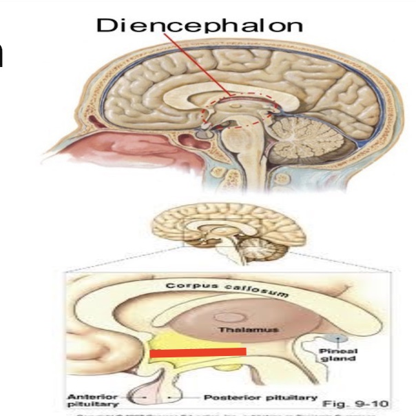 <p>14.7 what part of the diencephalon is this? Function? </p>