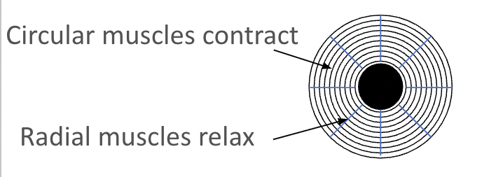 <ul><li><p><span>Circular muscles contract.</span></p></li><li><p><span>Radial muscles relax.</span></p></li><li><p><span>Pupils constrict.</span></p></li></ul><p></p>