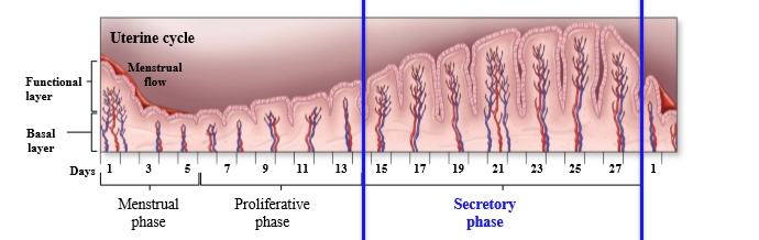 <p>The endometrium prepared for implantation: blood supply increased, glands enlarge and secrete glycogen-rich fluids, and cervical secretions more sticky forming a plug</p>