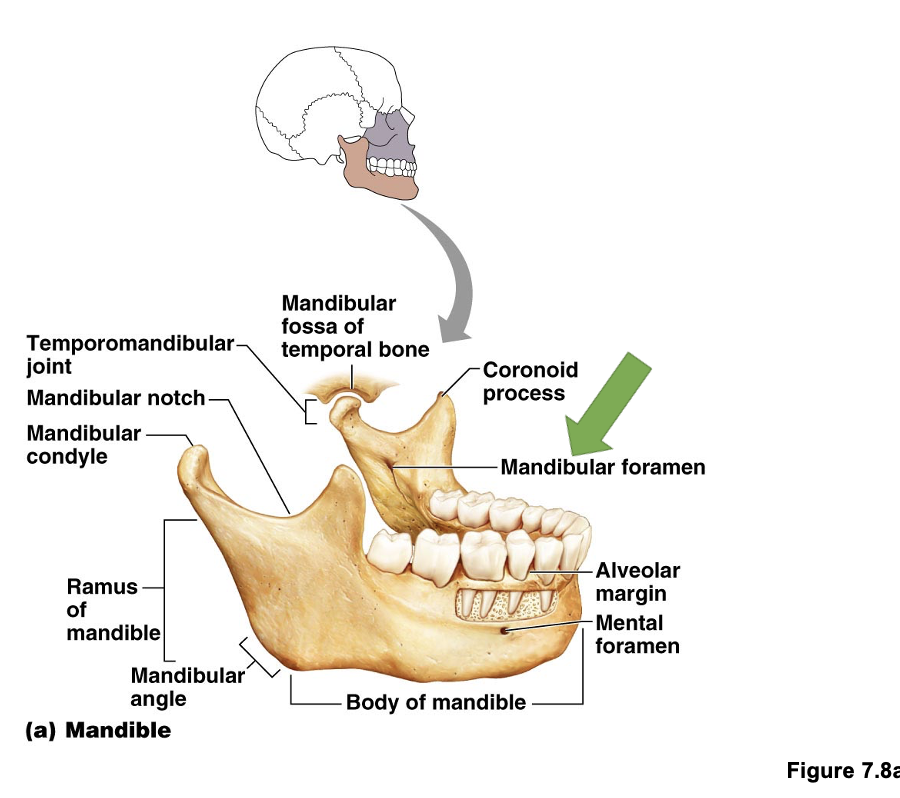 <p>mandibular foreman </p>