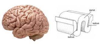 What are the folds and grooves of the brain called?