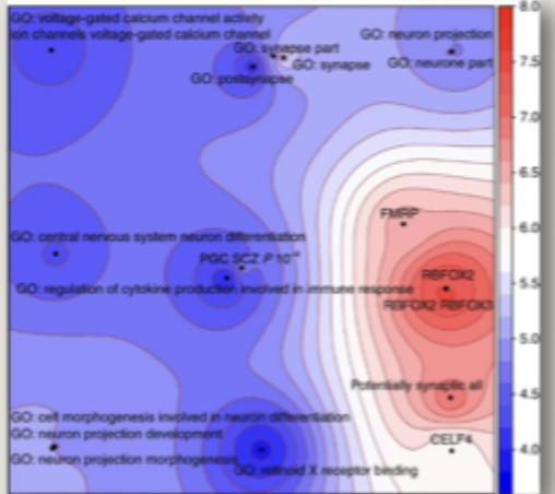 <p>44 variants argued to map onto 19 genetic pathways to depression</p><ul><li><p>weight and body size (OLFM4 and NEGR1)</p></li><li><p>neuron development and brain inflammation (LRFN5)</p></li><li><p>over-activation in fight or flight systems (RBFOX1)</p></li><li><p>neurotransmitter systems for dopamine (DRD2)</p></li><li><p>calcium signalling (CACNA1E and CACNA2D1)</p></li><li><p>glutamate neurotransmitter (GRIK5 and GRM5)</p></li><li><p>presynaptic vesicle trafficking (PCLO)</p></li><li><p>brain development (TCF4)</p></li></ul><p></p>