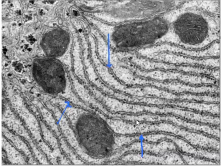 <p>Identify the specific structure</p>