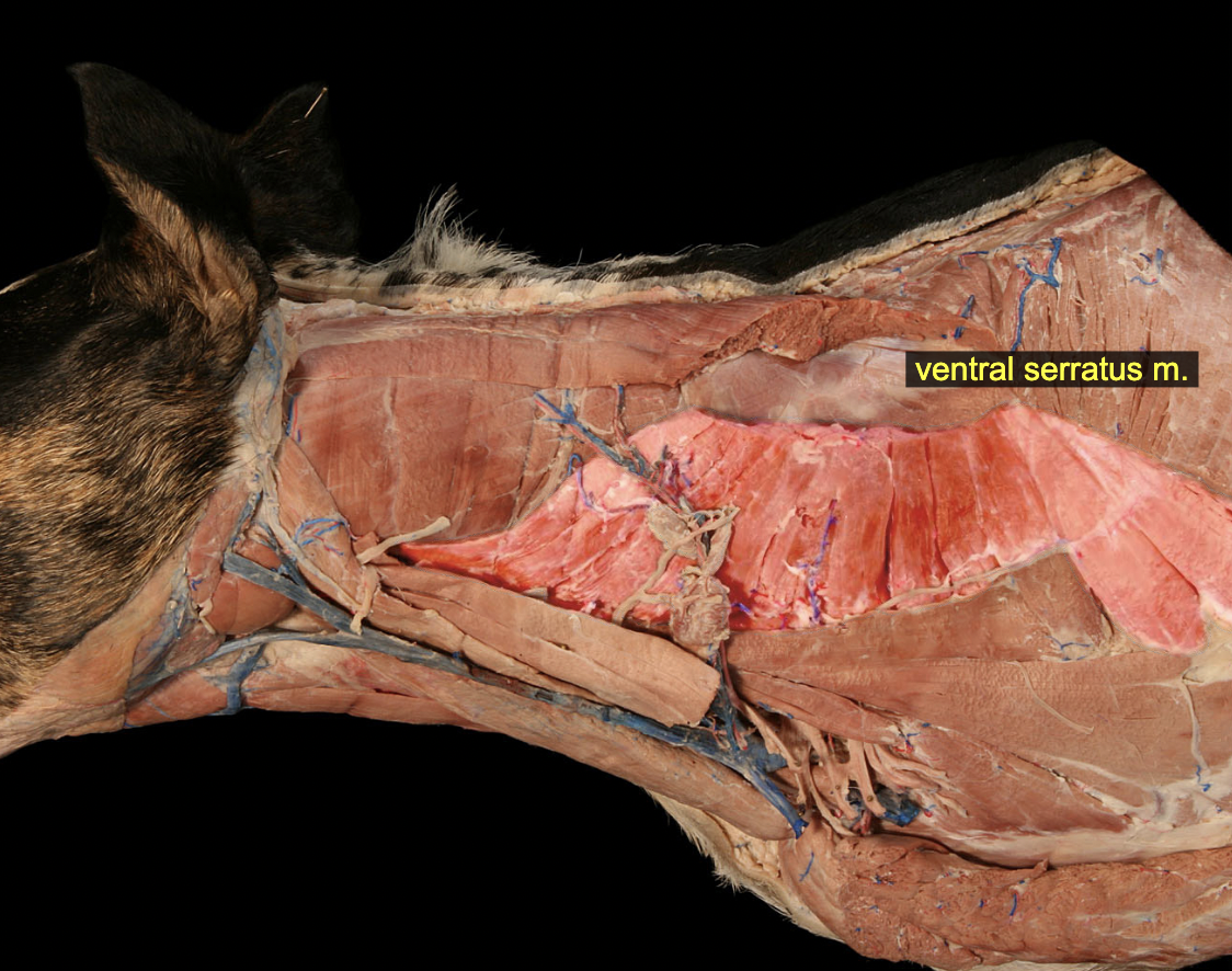 <p><span>O: Transverse processes of C3 – 7, ventral halves of ribs 1 – 7/8</span><br><span>I: Serrated face of the scapula</span></p><p>N: Long thoracic n., ventral brr of cervical spinal nerves<br><span>A: Support of the trunk; when the limb is in swing phase of gait, different groups of fascicles are capable of advancing or retracting the scapula and shoulder relative to the trunk; with the limb in stance phase of gait, the muscle can bring the trunk forward or back relative to the stationary foot</span></p>