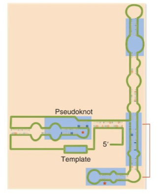 <p>pseudoknot</p>