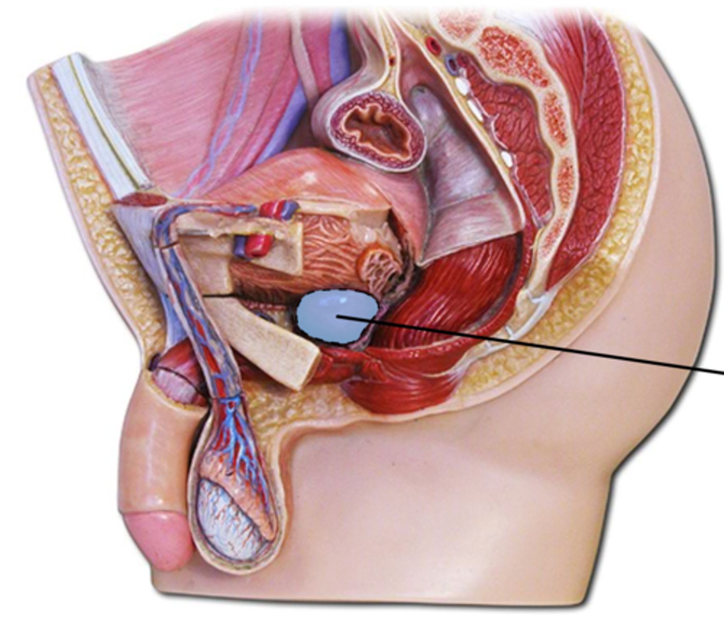 <p>Name this highlighted structure</p>
