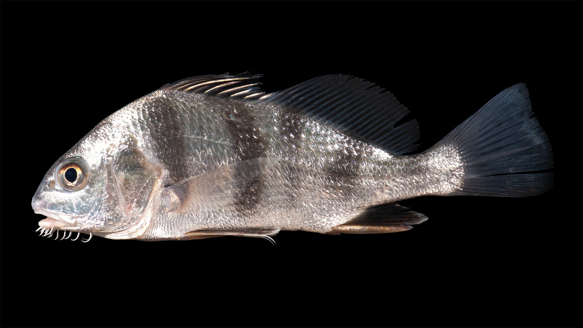 <p>Sciaenidae</p>