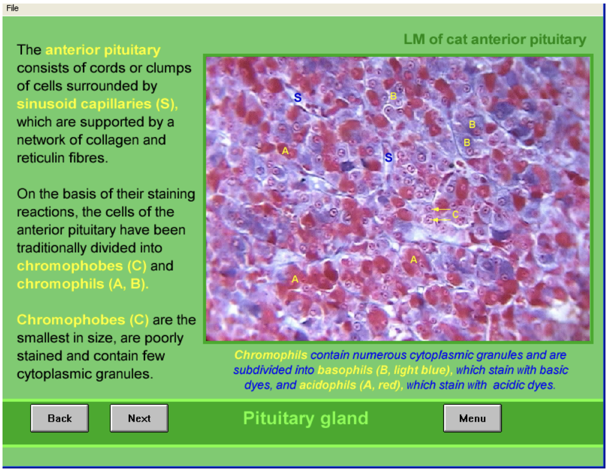 <ul><li><p>consists of cords or clumps of cells </p><ul><li><p>surrounded by <strong>sinusoid capillaries (S)</strong></p></li><li><p>supported by network of collagen and reticulin fibres</p></li></ul></li><li><p>Due to staining→ divided into </p><ol><li><p>Chromophobes (C)</p><ul><li><p>smallest in size</p></li><li><p>poorely stained</p></li><li><p>contain few cytoplasmic granules</p></li></ul></li><li><p>Chromophils (A,B)</p><ul><li><p>numerous cytoplasmic granules</p></li><li><p>subdivided into </p><ul><li><p>basophils (light blue) BASIC</p></li><li><p>Acidophils (red) ACIDIC</p></li></ul></li></ul></li></ol></li></ul><p></p>