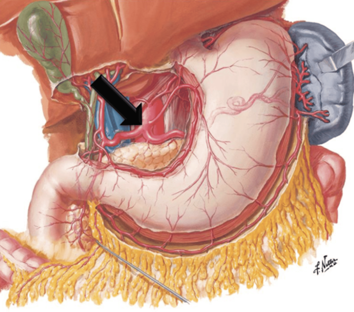 <p>What does the celiac trunk give off?</p>