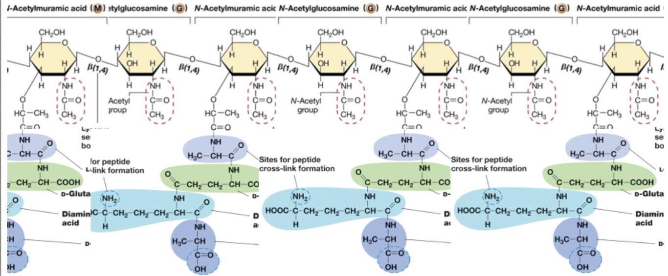 <ul><li><p>Peptid → peptide.</p></li><li><p>Glycan → sugar.</p></li><li><p>Mesh-like polymer composed of identical subunits.</p><ul><li><p>N-acetylglucosamine (NAG or G).</p></li><li><p>N-acetylmuramic acid (NAM or M).</p><ul><li><p>NAM has peptides/amino acids attached.</p></li></ul></li><li><p>Order goes NAM → NAG → NAM → NAG…</p><ul><li><p>Linked by glycosidic bonds.</p></li></ul></li><li><p>Several different amino acids.</p></li></ul></li><li><p>Chains of linked peptidoglycan subunits are cross-linked by peptides.</p></li><li><p>Builds front to back, and then it layers.</p><ul><li><p>By peptide bonds.</p></li></ul></li></ul>