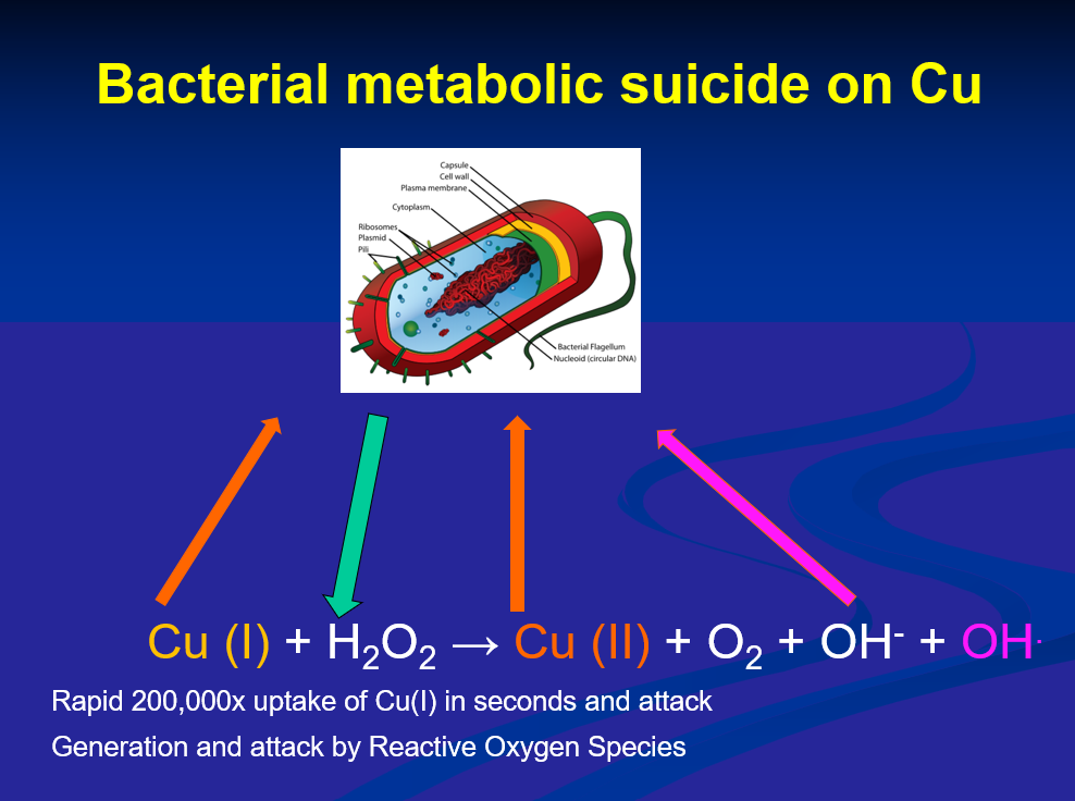 <ul><li><p>cell walls degrade when placed on copper</p></li><li><p>can measure metabolic state - stainless steel bacteria from ETC can measure metabolic activity</p><ul><li><p>on copper respiratory activity is stopped</p></li><li><p>copper also disrupts membrame electrical potential in gram negative bacteria</p></li></ul></li><li><p>when bacteria lands on copper surface it directly interacts with copper, particularly Cu1 and destroys</p><ul><li><p>membrane</p></li><li><p>nucleic acid material</p></li><li><p>respiratory chain</p></li></ul></li><li><p>H2O2 from side metabolism of bacteria converts Cu1—&gt;Cu2 and generates oxygen radicals which accelerates copper kill</p></li><li><p>in a dry state kill is faster due to more hydroxyl radicals produced</p></li></ul><div data-youtube-video=""><iframe width="640" height="480" allowfullscreen="true" autoplay="false" disablekbcontrols="false" enableiframeapi="false" endtime="0" ivloadpolicy="0" loop="false" modestbranding="false" origin="" playlist="" rel="1" src="https://www.youtube.com/embed/2zXAl3qgXVg?rel=1" start="0"></iframe></div><p></p>