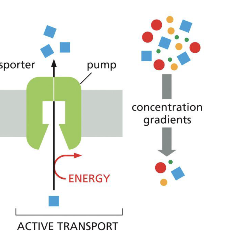 <p>A type of transporter protein that requires <strong>active transport</strong>.</p>