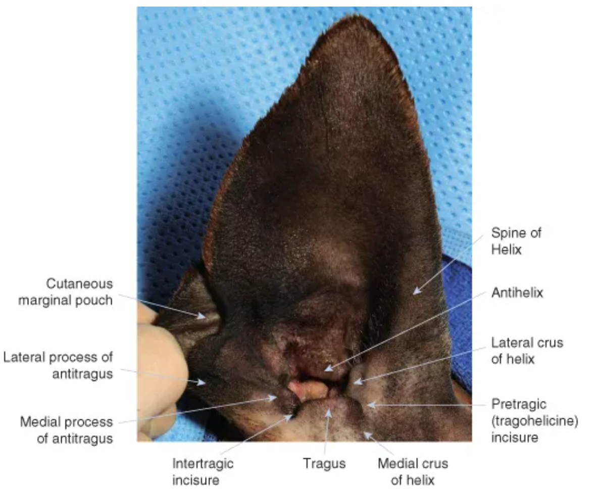 <ol><li><p>auricle/pinna: the outer visible part of the ear</p></li><li><p>helix: outer curved rim of the ear</p></li><li><p>tragus: pointed cartilage structure of entrance of ear canal, forms boundary of opening </p></li><li><p>cutaneous maringal pouch: fold of skin on lower, back ear</p></li></ol><p></p>