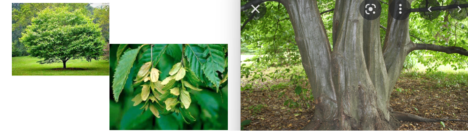 <p>-serrated leaves -bark looks like muscles -seedheads that hang down</p>