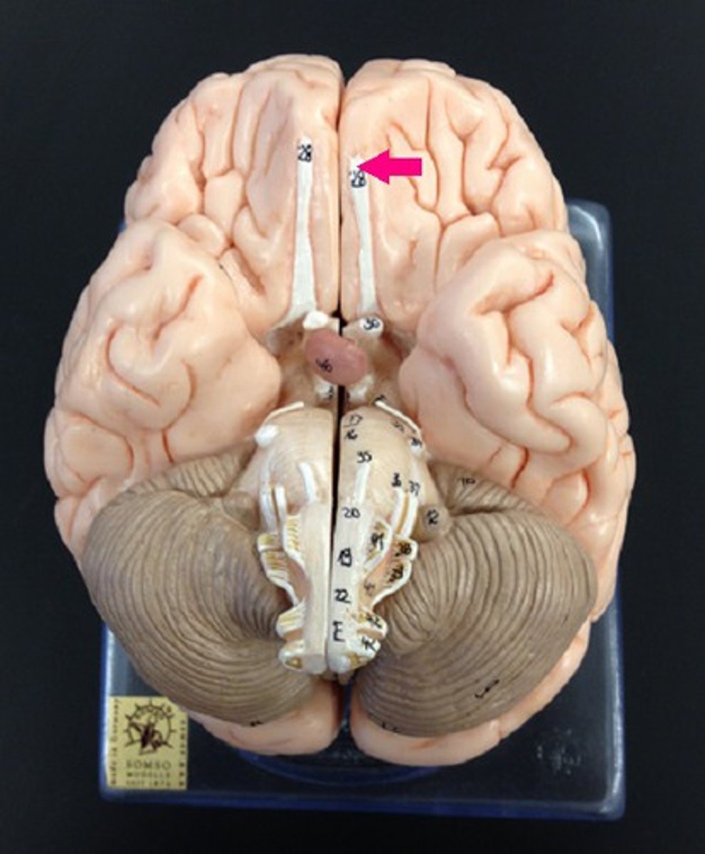 <p>a brain structure located above the nasal cavity beneath the frontal lobes</p>