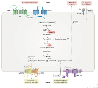 <p>Cellular Regulation of Cholesterol: Points of Control</p>