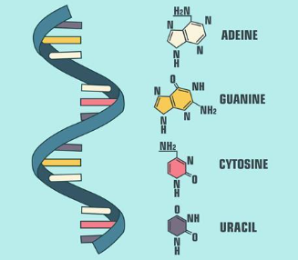 <p>single stranded polynucleotide</p><p>variable in shape due to base pairing within RNA</p><p>adenine bonds to uracil (A to U)</p><p>cytosine bonds to guanine (C to G)</p><p>sugar is ribose</p><p>more reactive than DNA</p><p>function is to be a messenger and carry genetic info</p><p>found in the nucleus, cytoplasm, and mitochondria in eukaryotic cells</p>