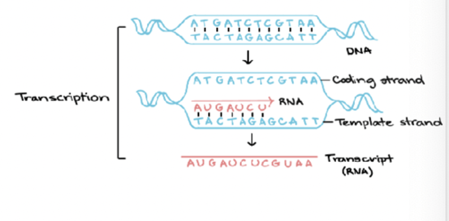 <p>initiation, elongation, and termination</p>